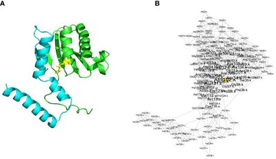 What is the potential impact of genetic divergence of plastid ribosomal genes between Silene nutans lineages in hybrids? An in silico approach using the 3D structure of the plastid ribosome